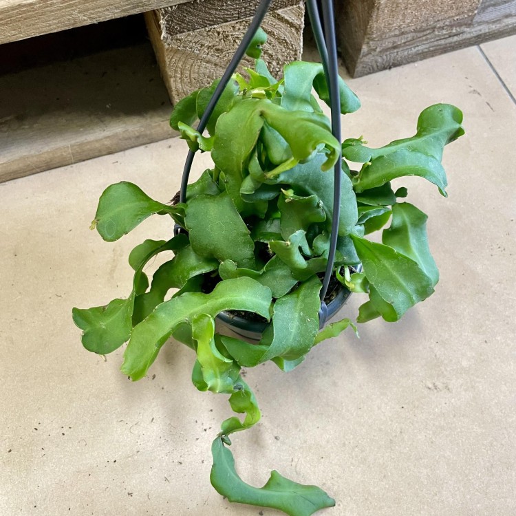 Epiphyllum monstrosa (3).jpg