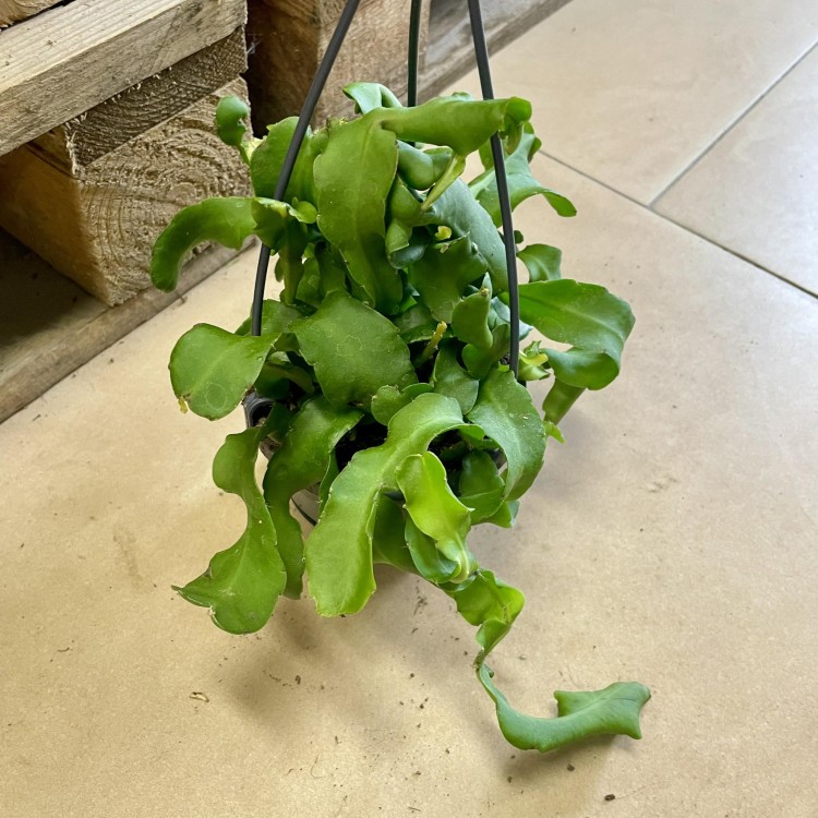 Epiphyllum monstrosa (1).jpg