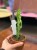 Euphorbia Lactea Variegata (3).jpg
