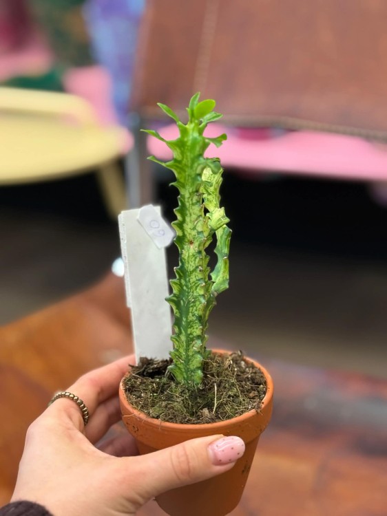 Euphorbia Lactea Variegata (3).jpg