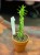 Euphorbia Lactea Variegata (4).jpg