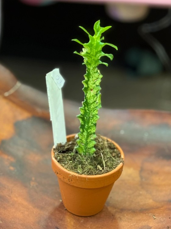 Euphorbia Lactea Variegata (4).jpg