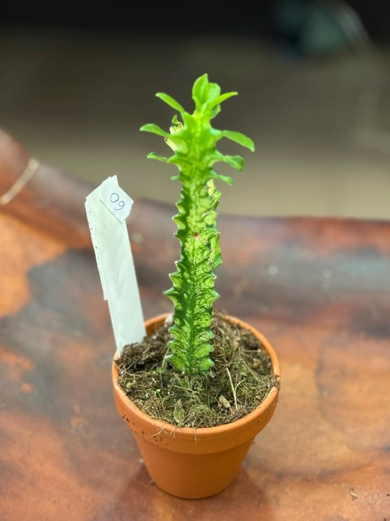 Euphorbia Lactea Variegata (1).jpg