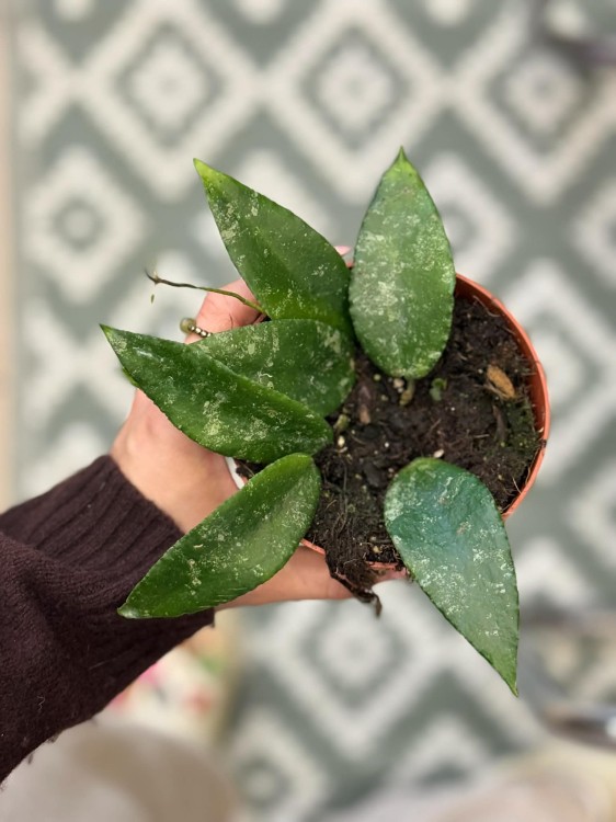 Hoya caudata 'Sumatra' Hoja (2).jpg