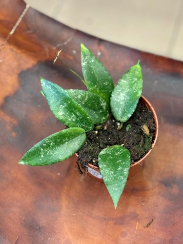 Hoya caudata 'Sumatra' Hoja (1).jpg