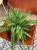 nephrolepis green lady' paproć KLASYK DØ 12cm (2).jpg