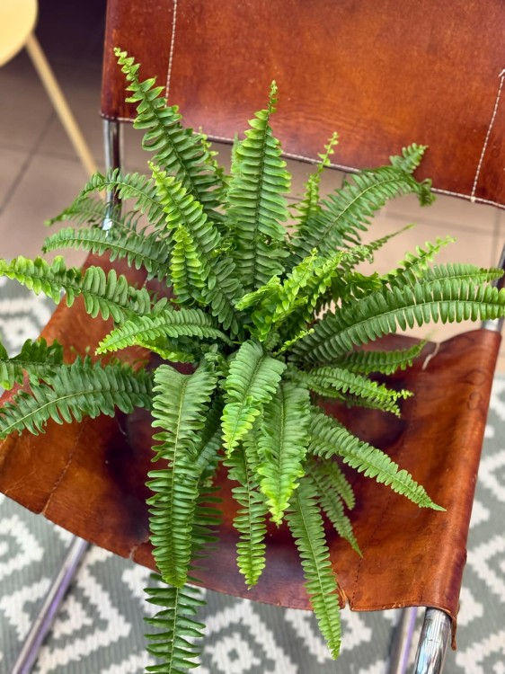 nephrolepis green lady' paproć KLASYK DØ 12cm (2).jpg