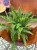 nephrolepis green lady' paproć KLASYK DØ 12cm (3).jpg