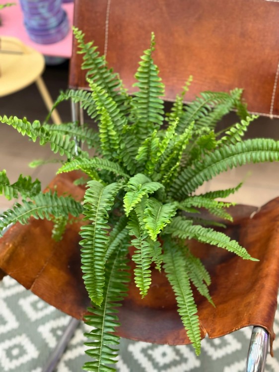 nephrolepis green lady' paproć KLASYK DØ 12cm (3).jpg