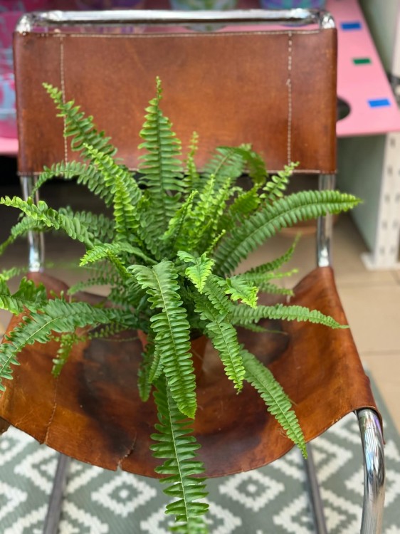 nephrolepis green lady' paproć KLASYK DØ 12cm (1).jpg