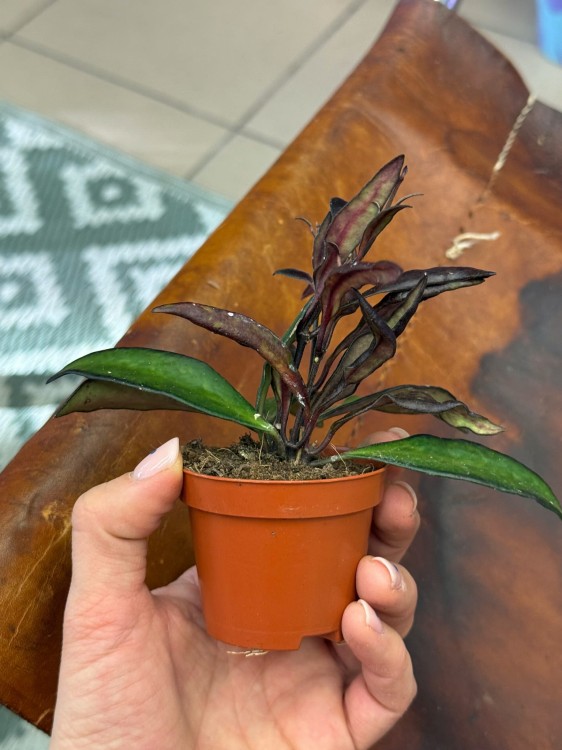 Hoja Hoya red Maroon czerwony kasztan  (2).jpeg