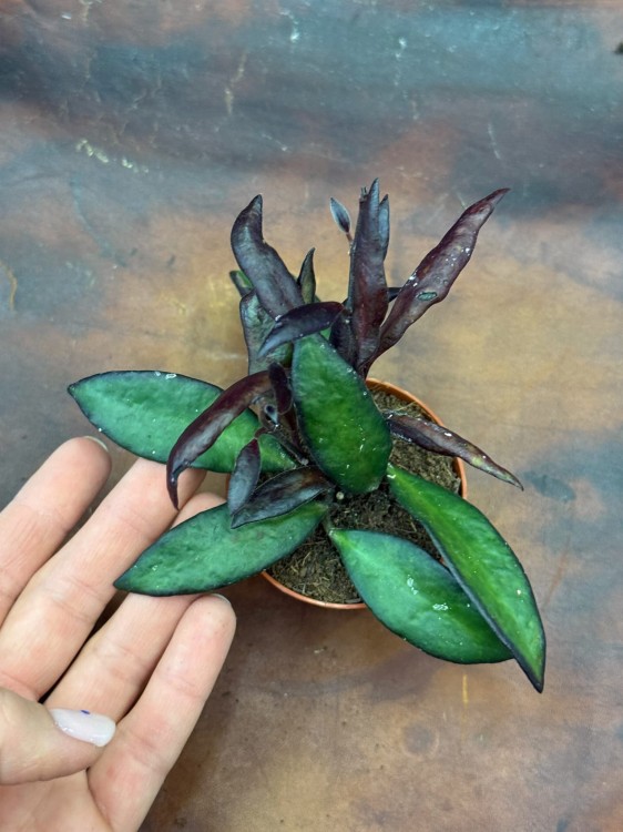 Hoja Hoya red Maroon czerwony kasztan  (4).jpeg