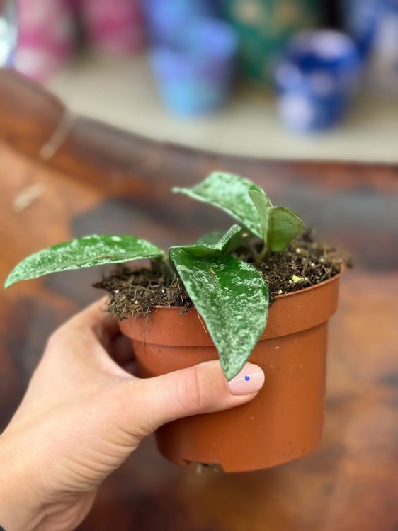 Hoya ‘Grey Ghost’ Hoja DØ10,5 c (2).jpeg