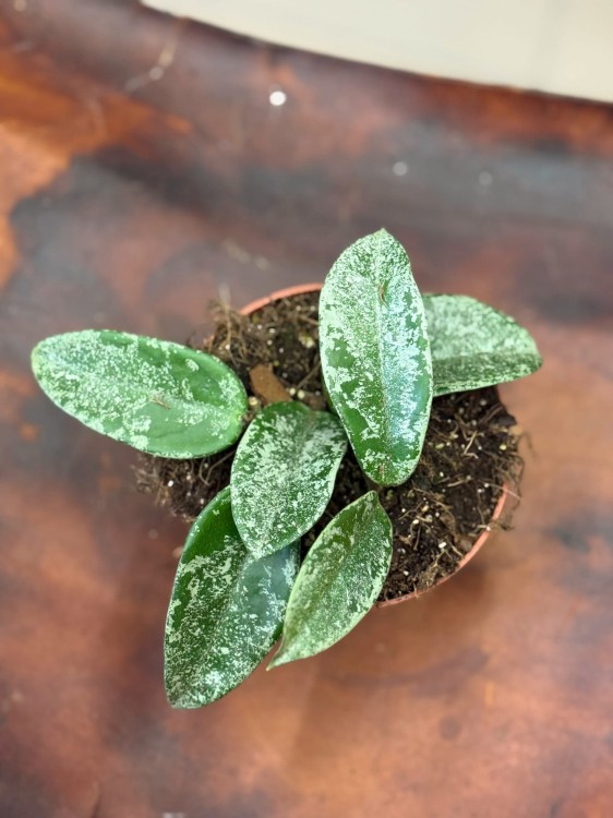Hoya ‘Grey Ghost’ Hoja DØ10,5 c (3).jpeg