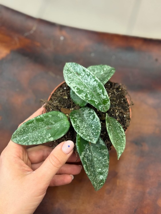 Hoya ‘Grey Ghost’ Hoja DØ10,5 c (1).jpeg
