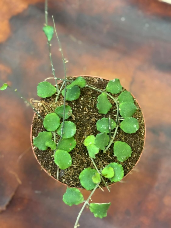 hoya kanyakumarian (2).jpg