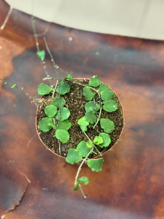 hoya kanyakumarian (3).jpg