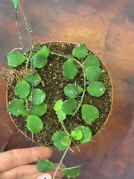 hoya kanyakumarian (1).jpg