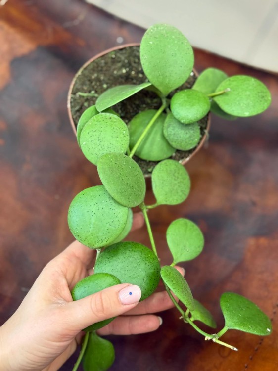 Hoya Kastbergii Hoja (2).jpg