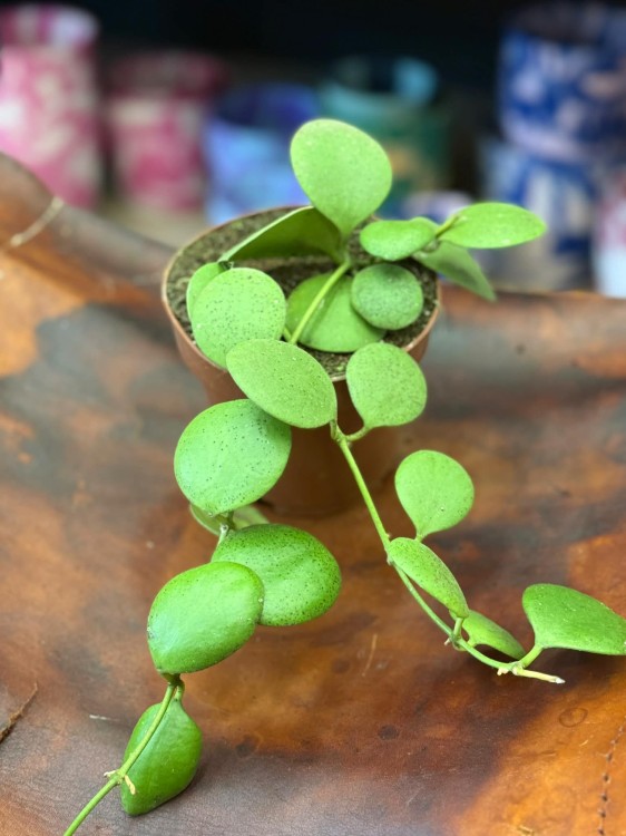 Hoya Kastbergii Hoja (1).jpg