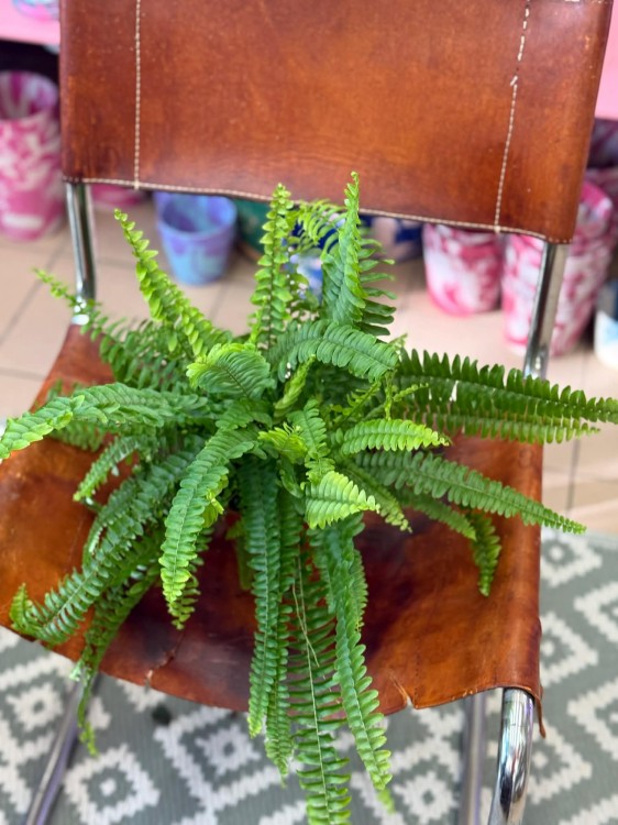 nephrolepis green lady' paproć KLASYK D (3).jpg