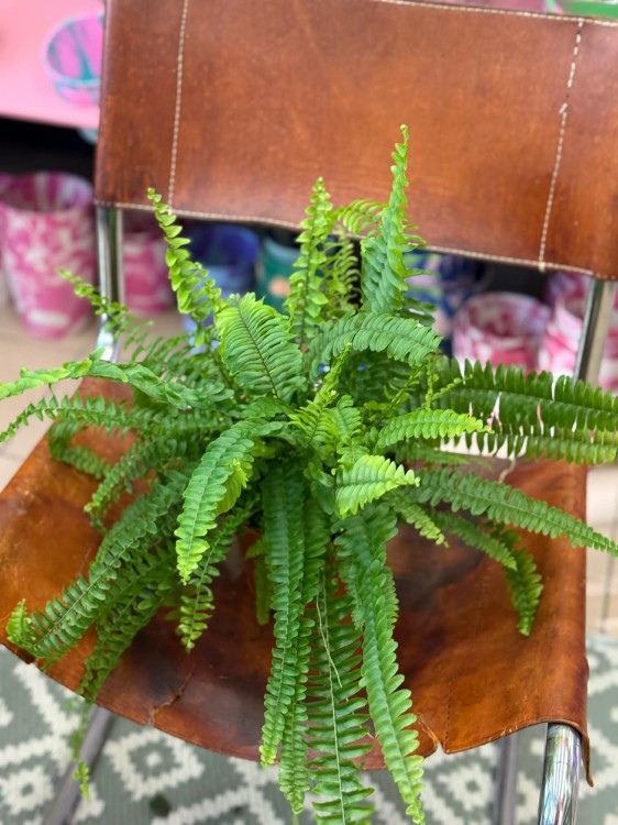 nephrolepis green lady' paproć KLASYK D (1).jpg