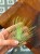 Tillandsia Andreana oplątwa (2).jpg