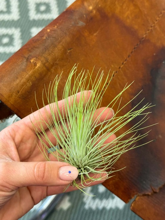 Tillandsia Andreana oplątwa (2).jpg