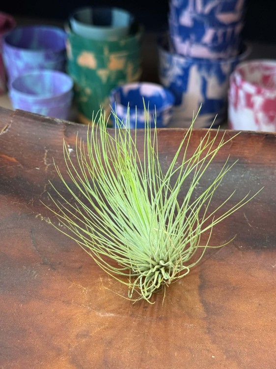 Tillandsia Andreana oplątwa (1).jpg