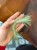 Tillandsia Funckiana  (2).jpg