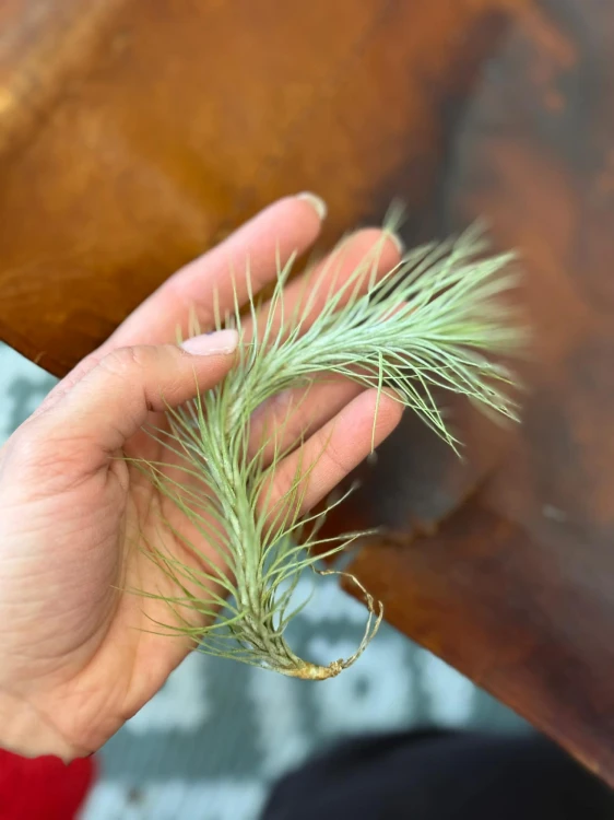 Tillandsia Funckiana  (2).jpg