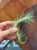 Tillandsia Funckiana  (3).jpg