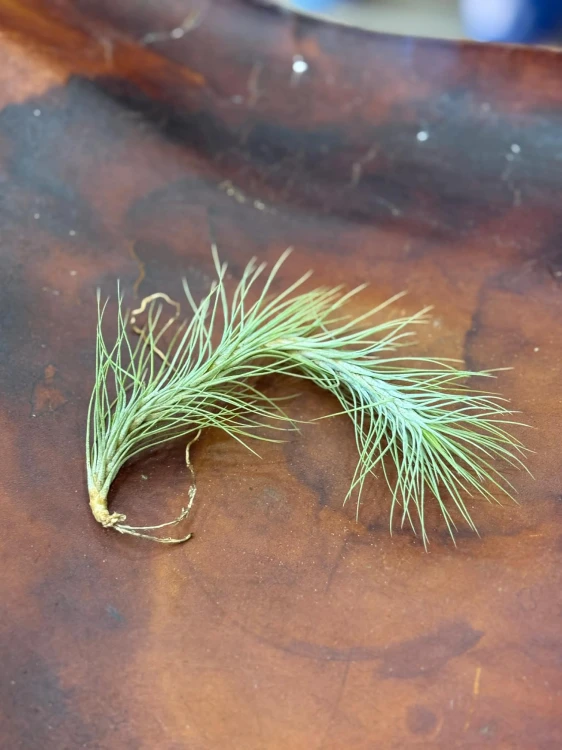 Tillandsia Funckiana  (1).jpg