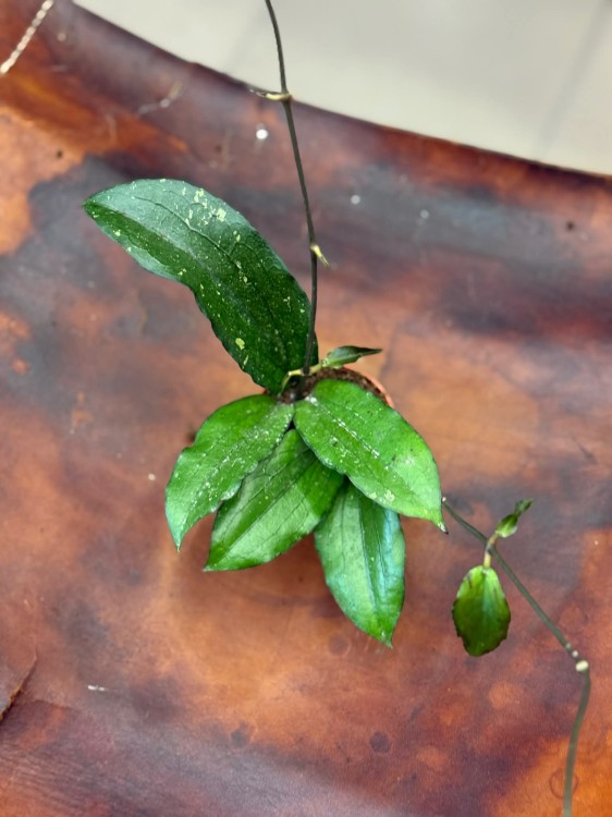 Hoya erythrina Hoja (2).jpg