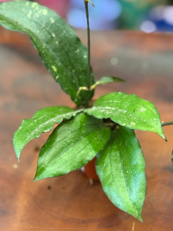 Hoya erythrina Hoja (1).jpg