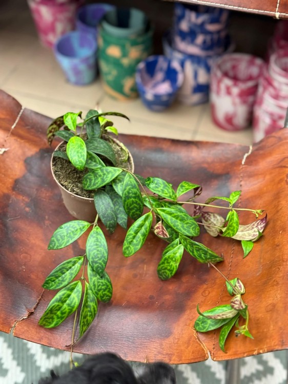 Aeschynanthus marmoratus eszynantus marmurkowy (21).jpg