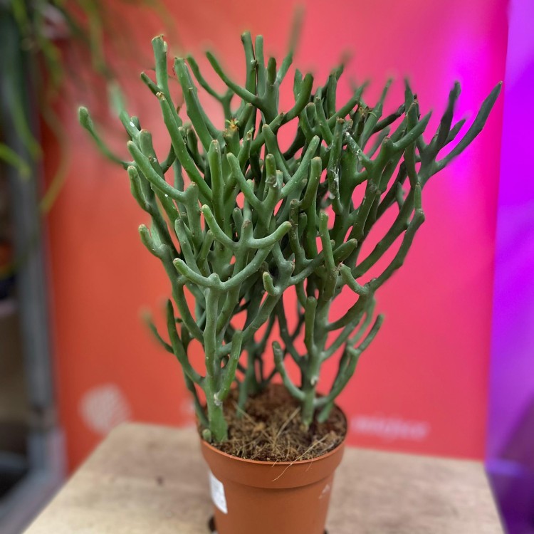 Euphorbia tirucalli (8).jpg
