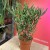 Euphorbia tirucalli (9).jpg