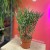 Euphorbia tirucalli (10).jpg