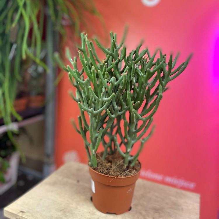 Euphorbia tirucalli (10).jpg
