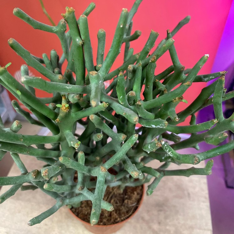 Euphorbia tirucalli (11).jpg
