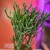 Euphorbia tirucalli (12).jpg