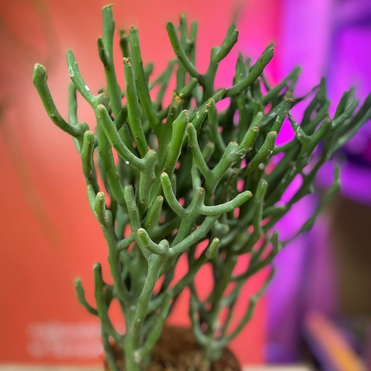 Euphorbia tirucalli (12).jpg