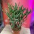 Euphorbia tirucalli (7).jpg