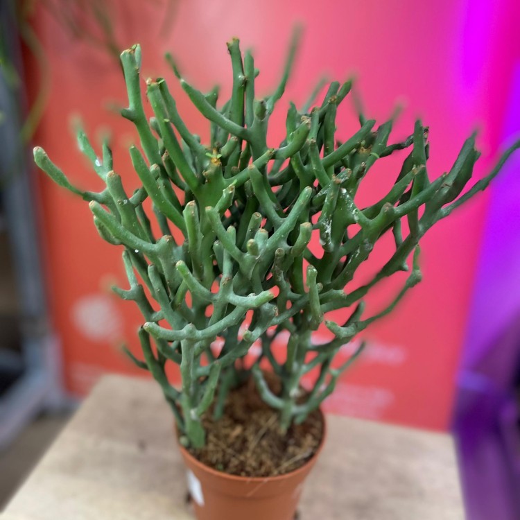 Euphorbia tirucalli (7).jpg