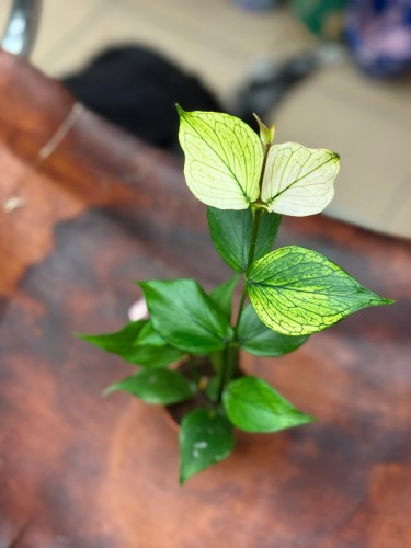 hoya polyneura hoj (2).jpg