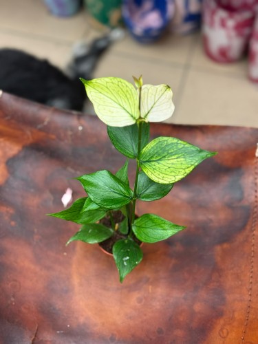 hoya polyneura hoj (3).jpg