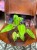 filodendron philodendron painted lady (5).jpg