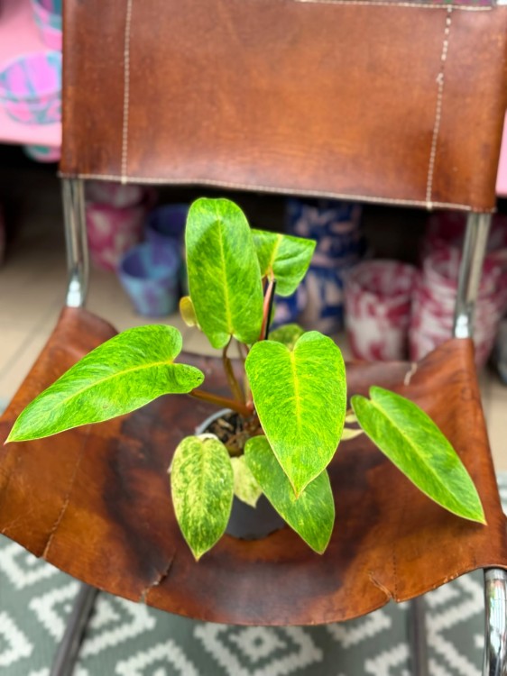 filodendron philodendron painted lady (5).jpg