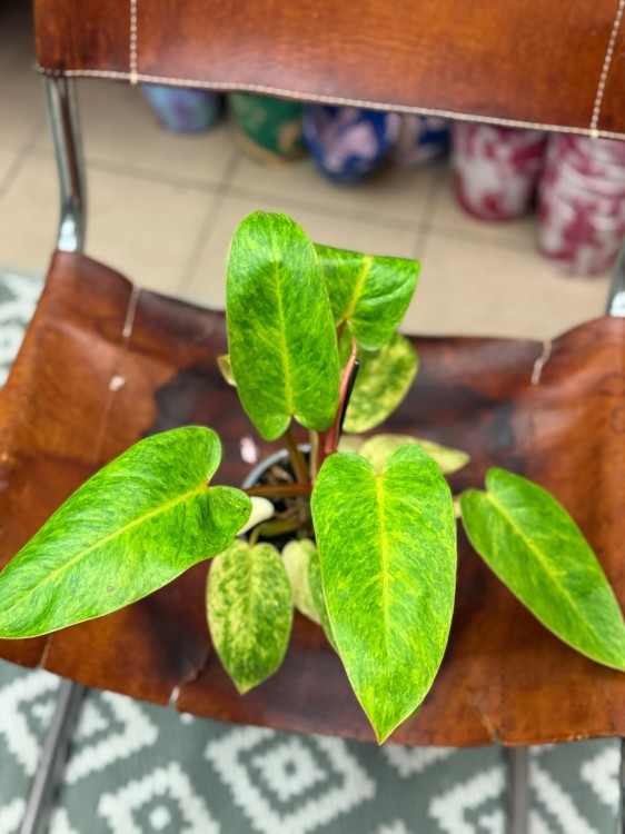 filodendron philodendron painted lady (4).jpg